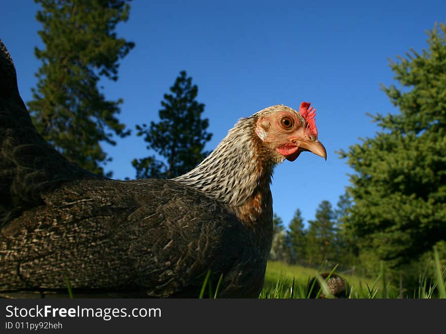 Looking up at a chicken