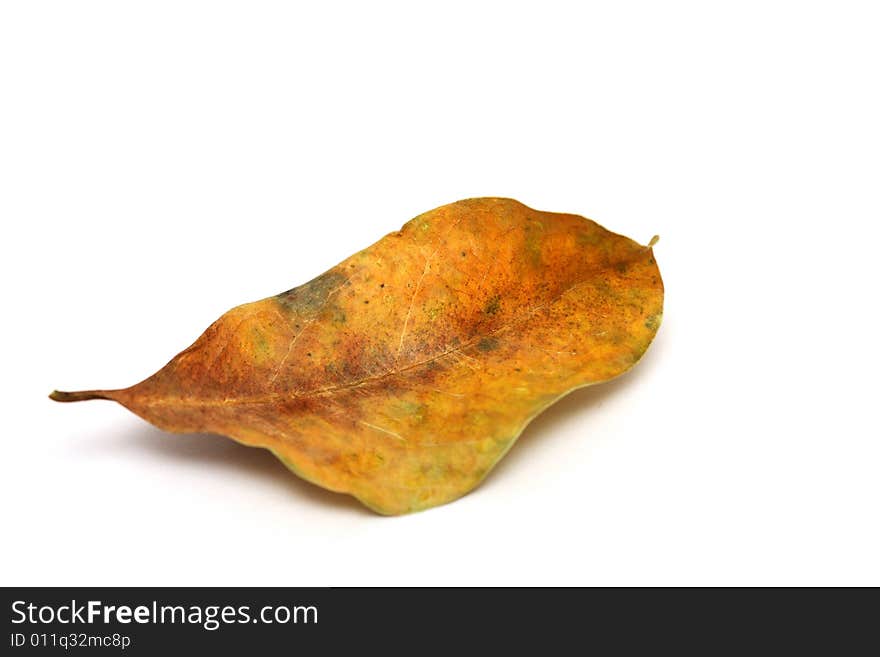 Withered Leaf