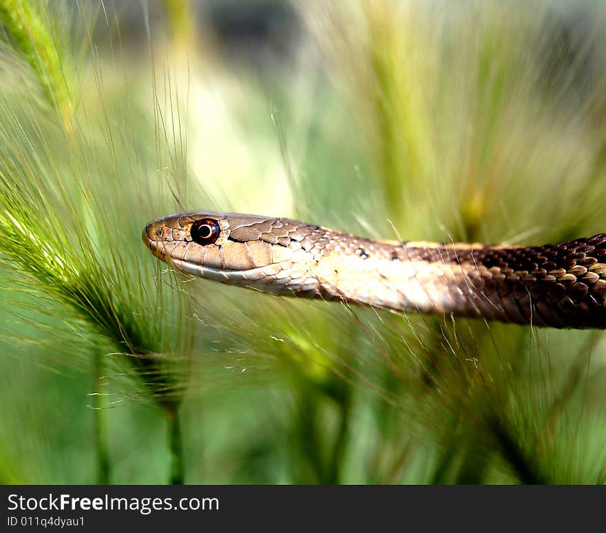 Snake in the Grass