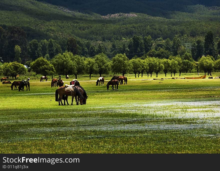 Many horses on the farm