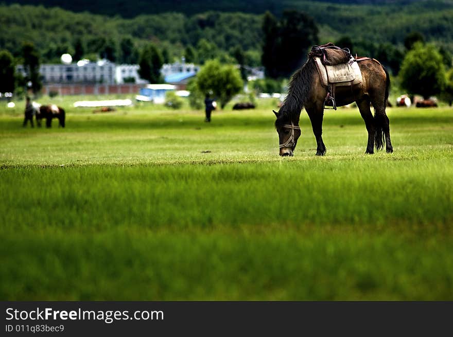 The horse on the farm of lijiang