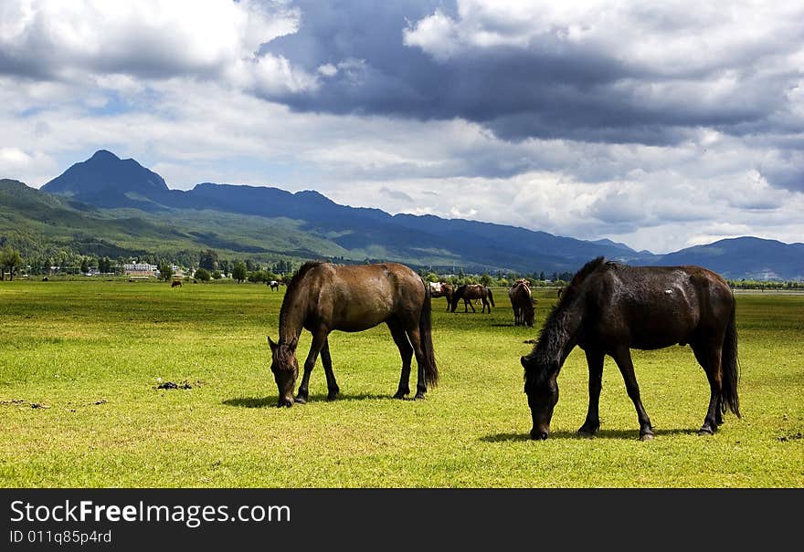 The horse couple on the farm. The horse couple on the farm