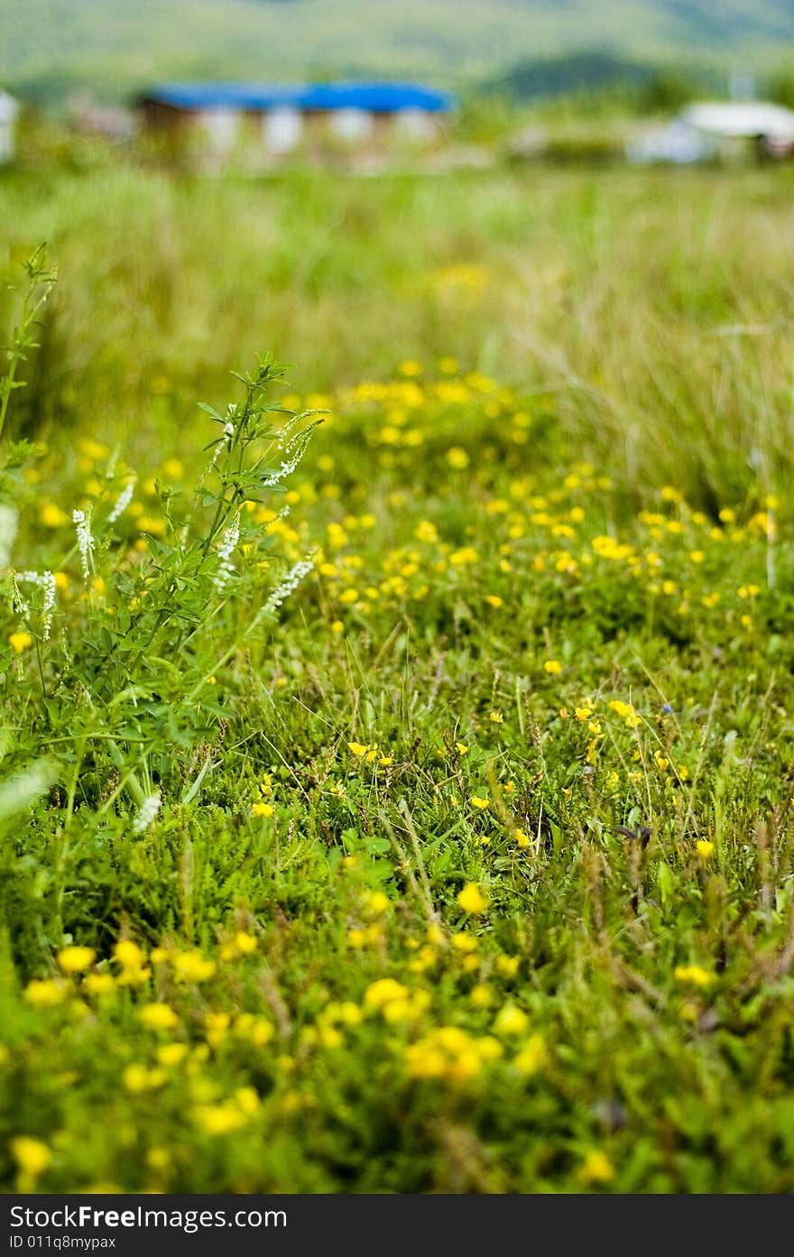 The flowers on the field of the lashihai