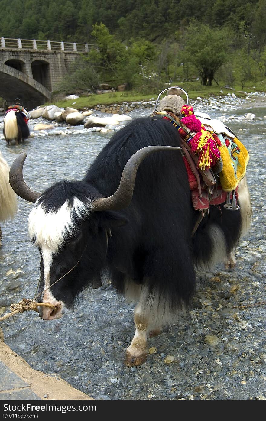 Yak on the foot of the snow mountain