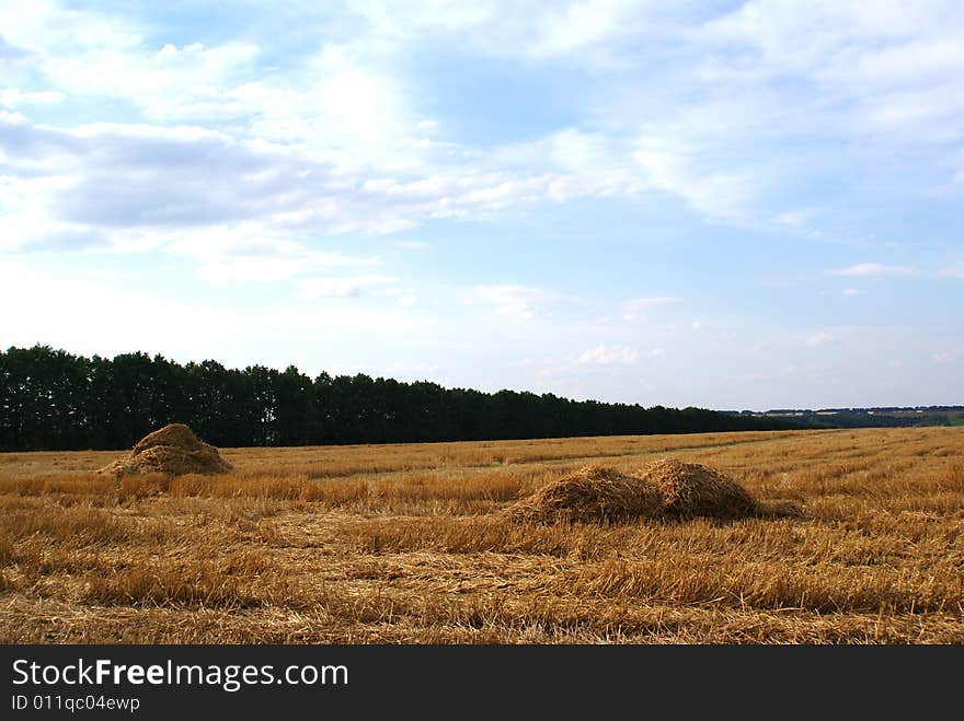 Wheat field