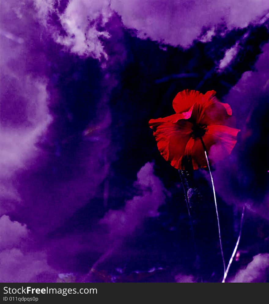 Beautiful background of a poppy with sky and clouds