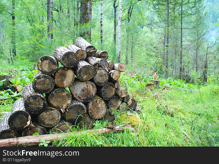 Pile of the firewood at the forest