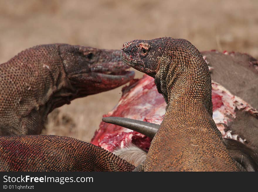 Komodo dragons eating wild buffalo, Rinca Island, Indonesia