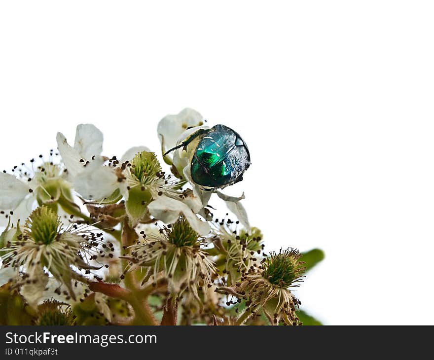 Blossoming bush with a beetle, isolated. Blossoming bush with a beetle, isolated