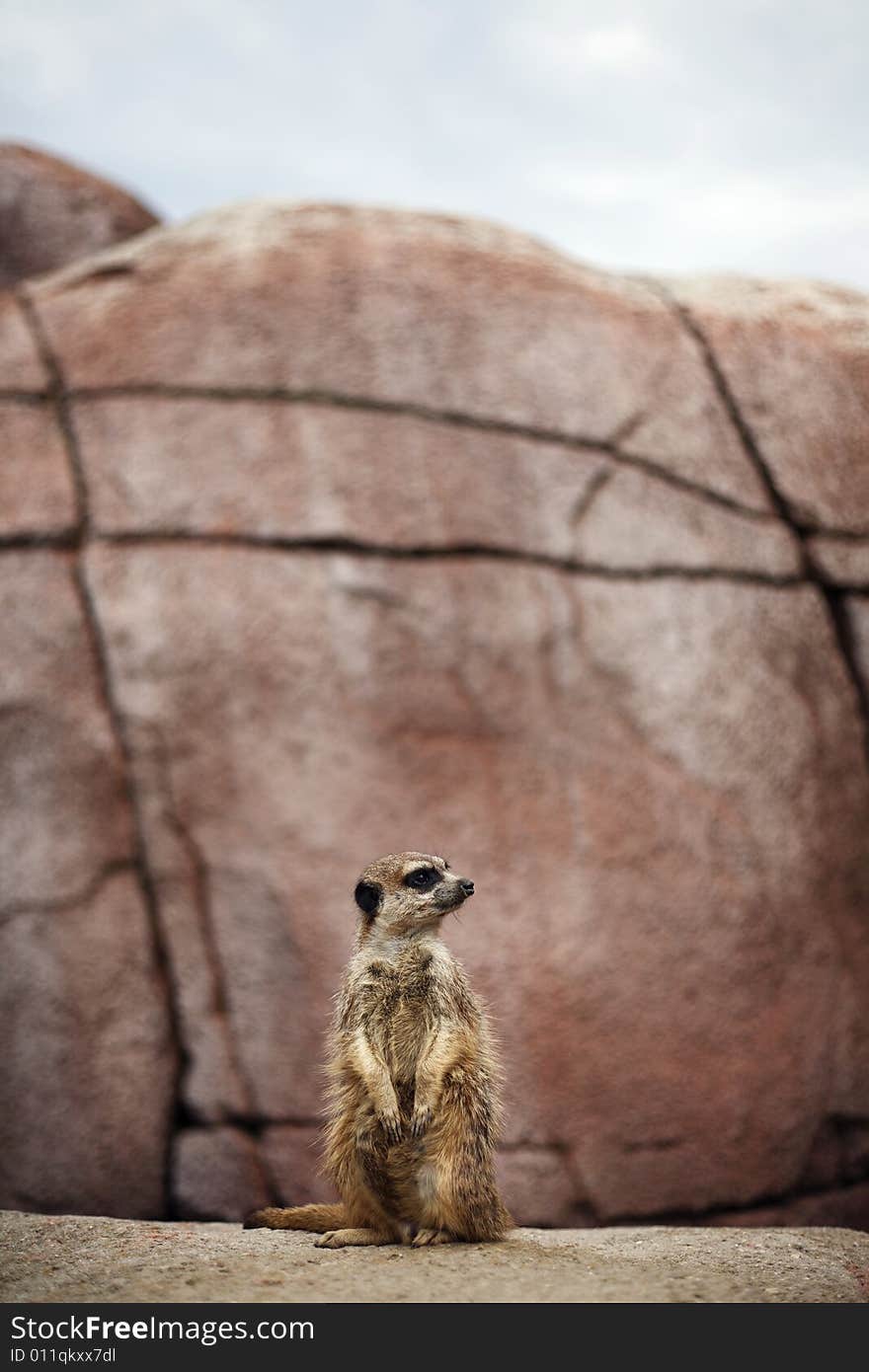 A meerkat stands on guard. A meerkat stands on guard