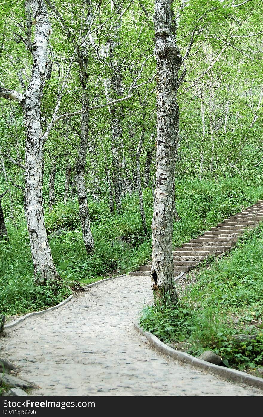 A path in the forest, shot at mount Changbai district, Jilin province, China. A path in the forest, shot at mount Changbai district, Jilin province, China.