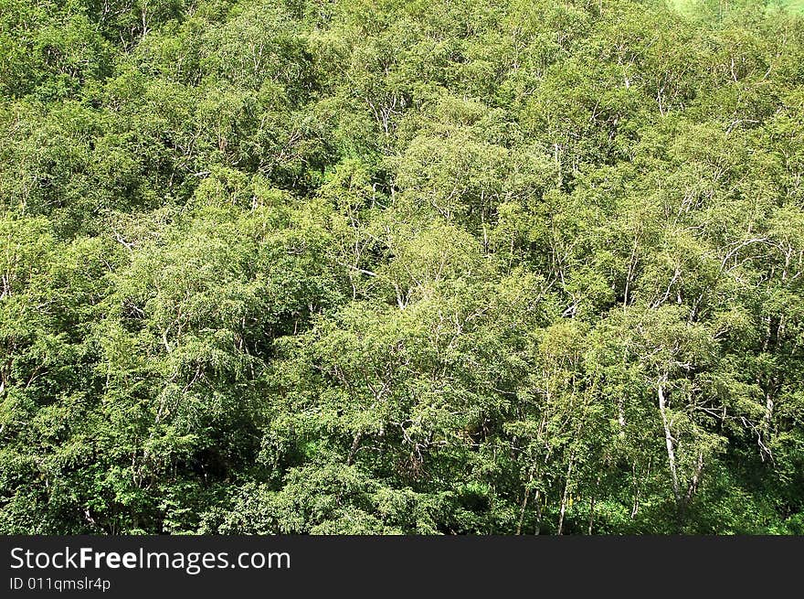 Birch trees in Mount Changbai. Jilin province China. Birch trees in Mount Changbai. Jilin province China.