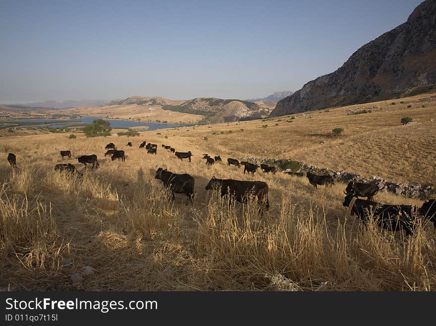 Summer In Sicily: Black Cows