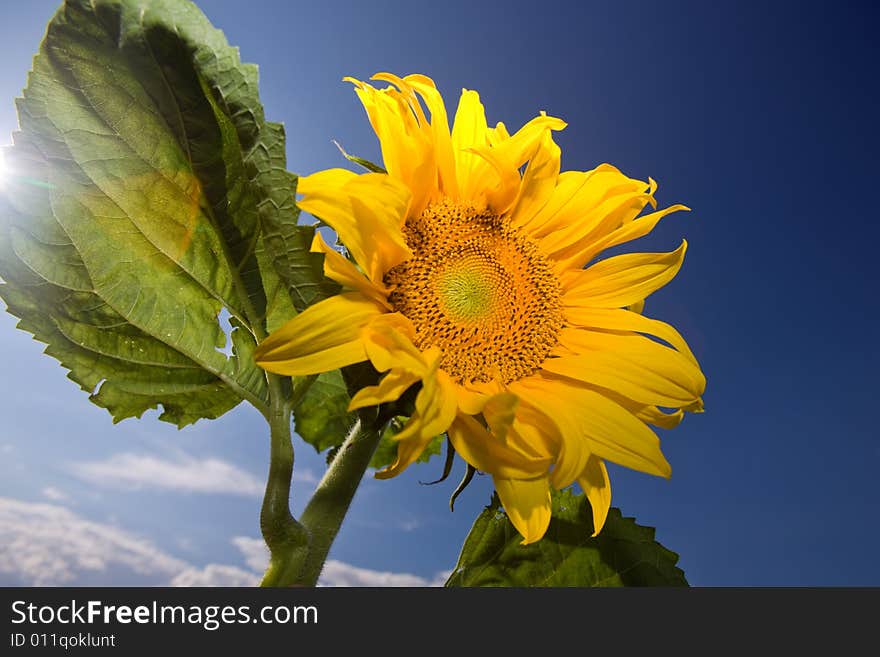 Sunflower