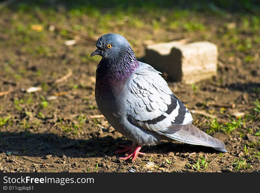 Close-up pigeon on the ground