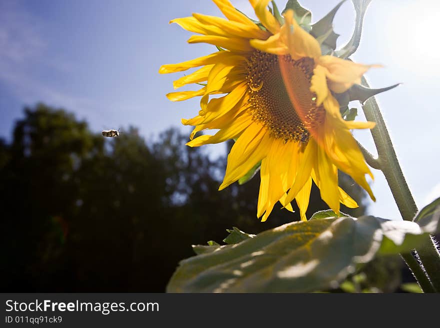 Sunflower on deep blue sky with flying bee