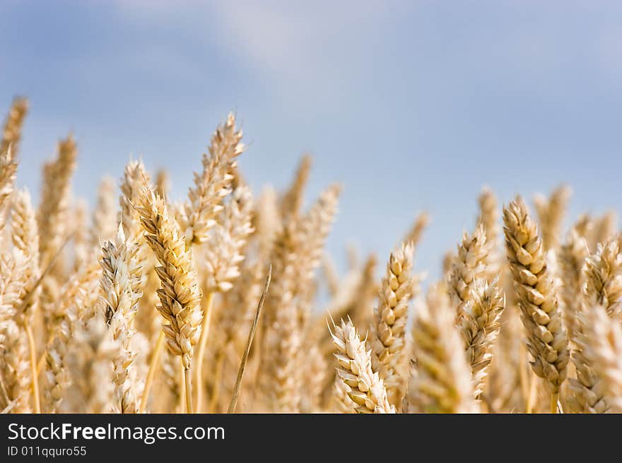 Close up of grain in front of blue sky. Close up of grain in front of blue sky