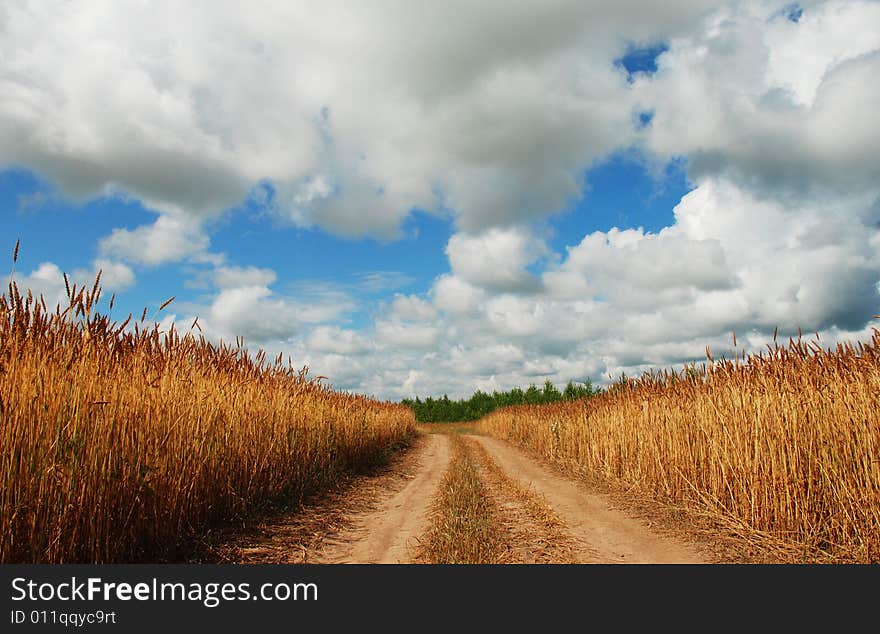 Road In Barley Field