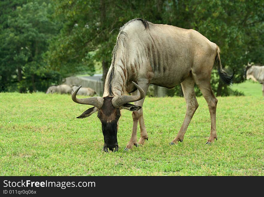 A Gnu grazing in a green field