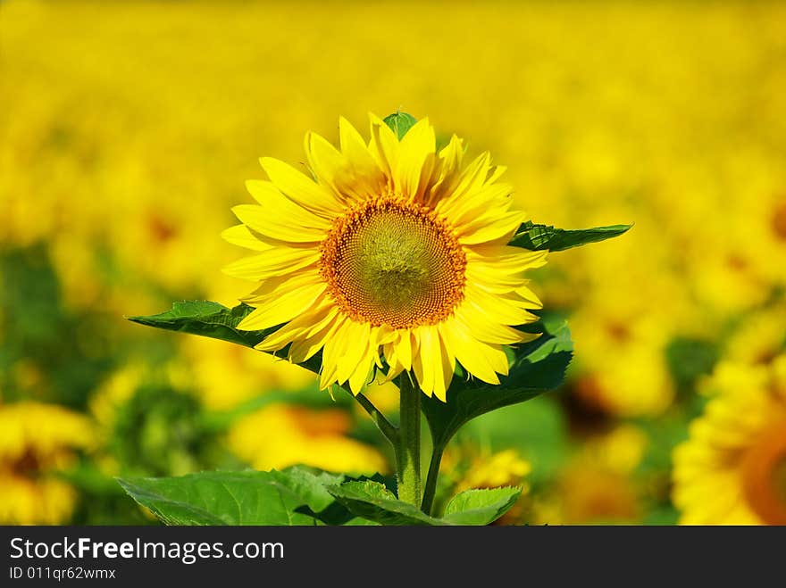 Closeup of a bright yellow sunflower