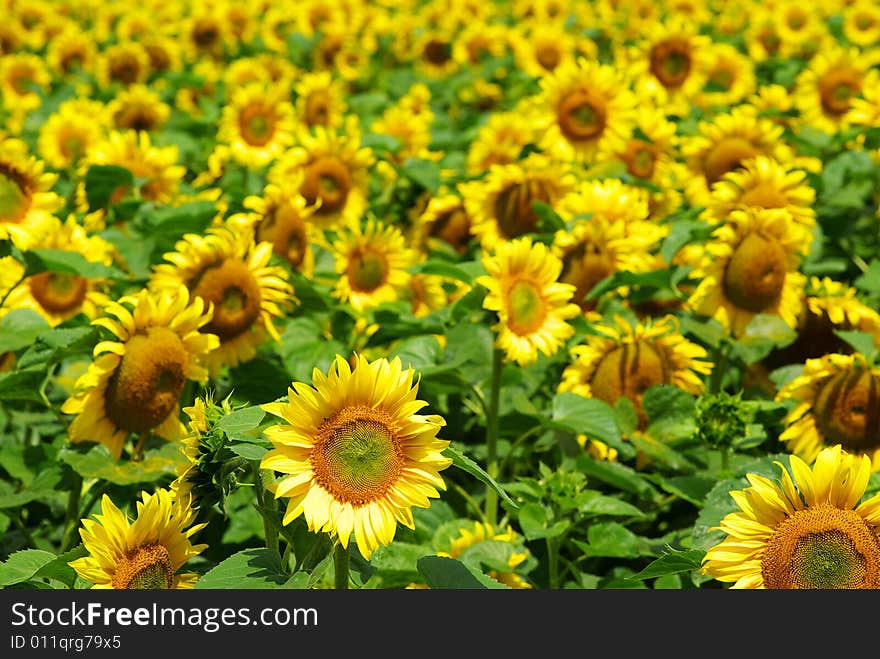 Closeup of a bright yellow sunflower