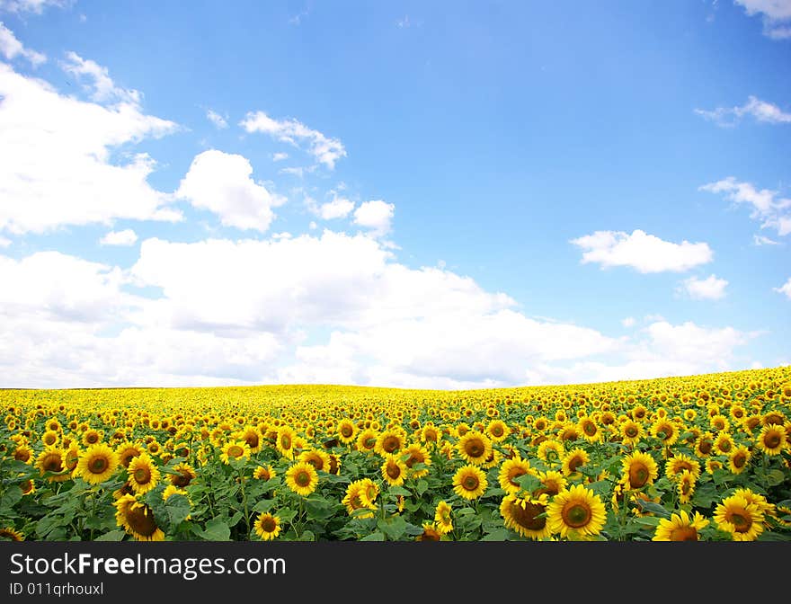 Sunflower field over cloudy blue sky