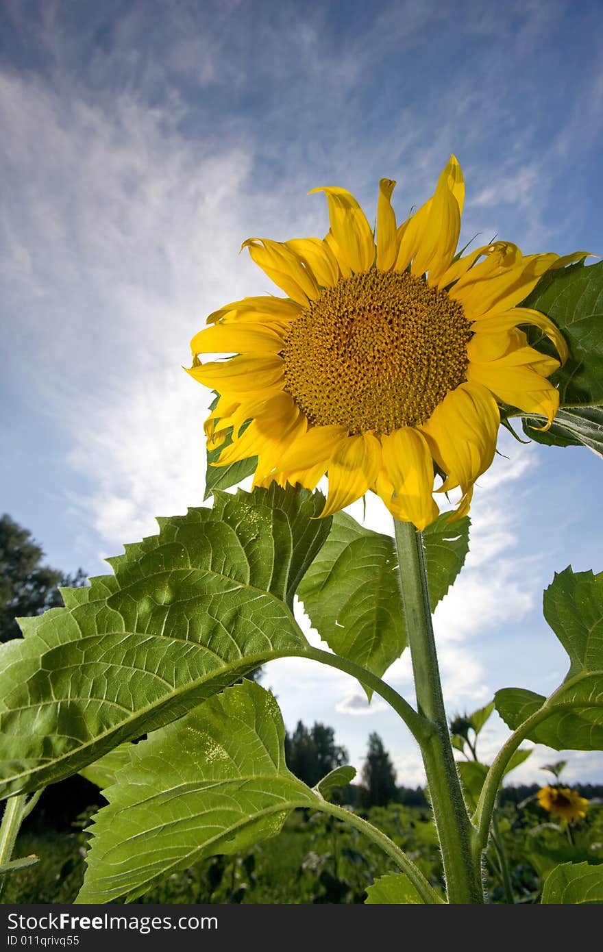 Sunflower