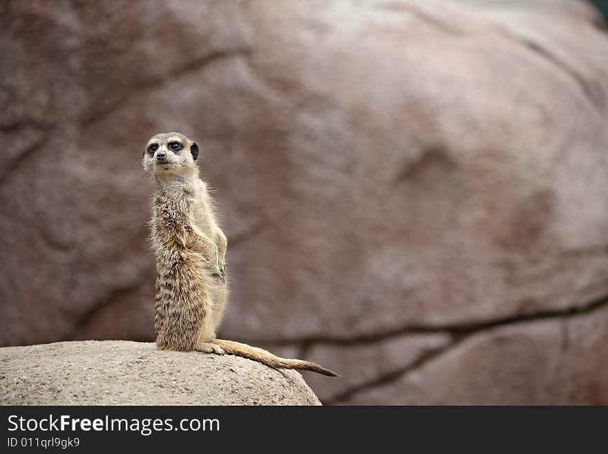 A meerkat stands on guard, watching out for danger. A meerkat stands on guard, watching out for danger.