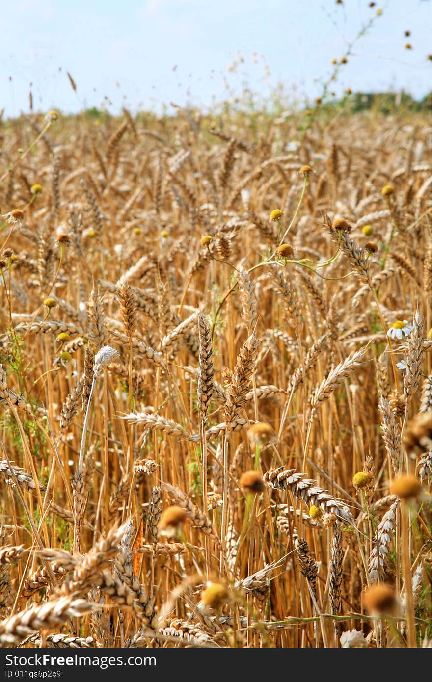 Grain field