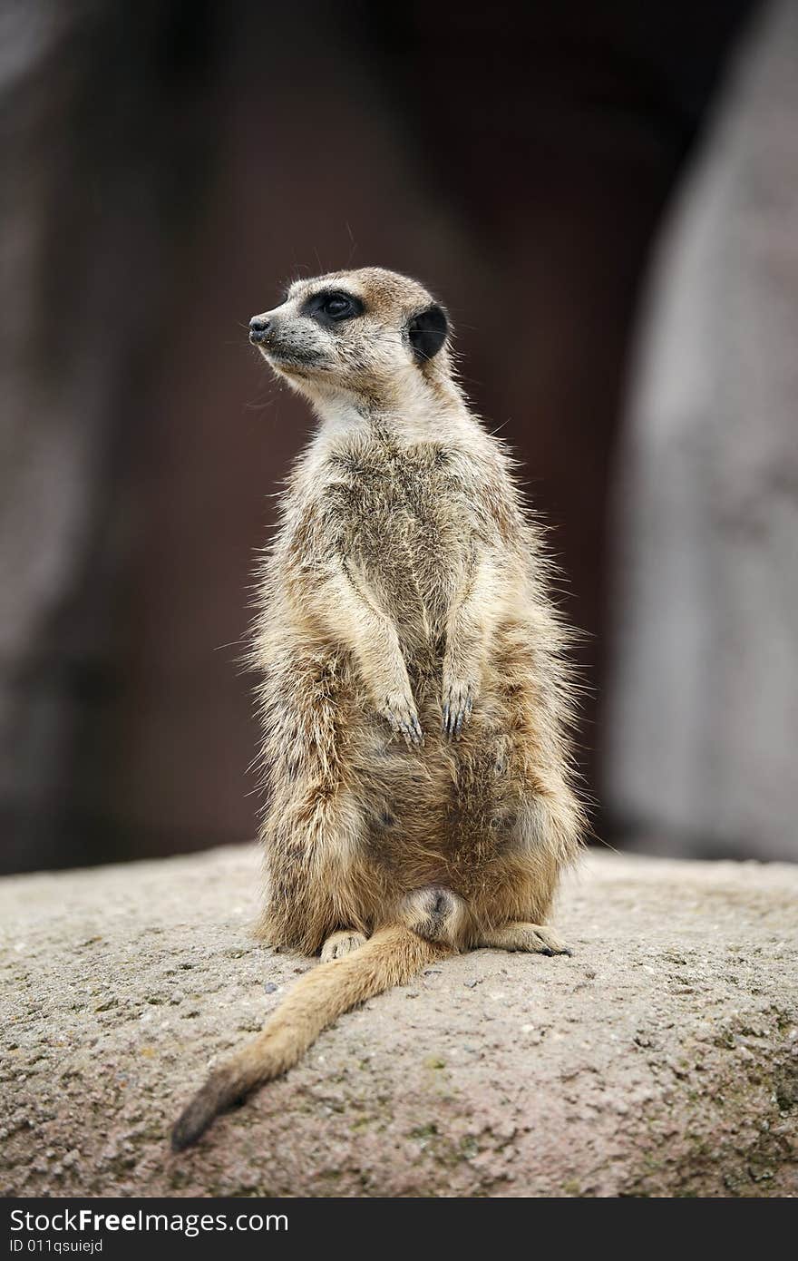 Meerkat On Guard