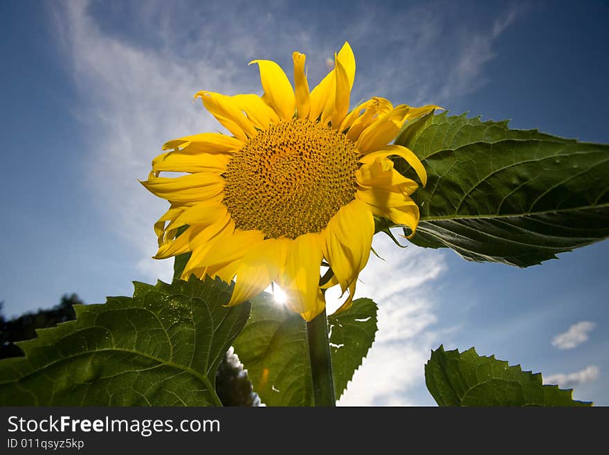 Sunflower