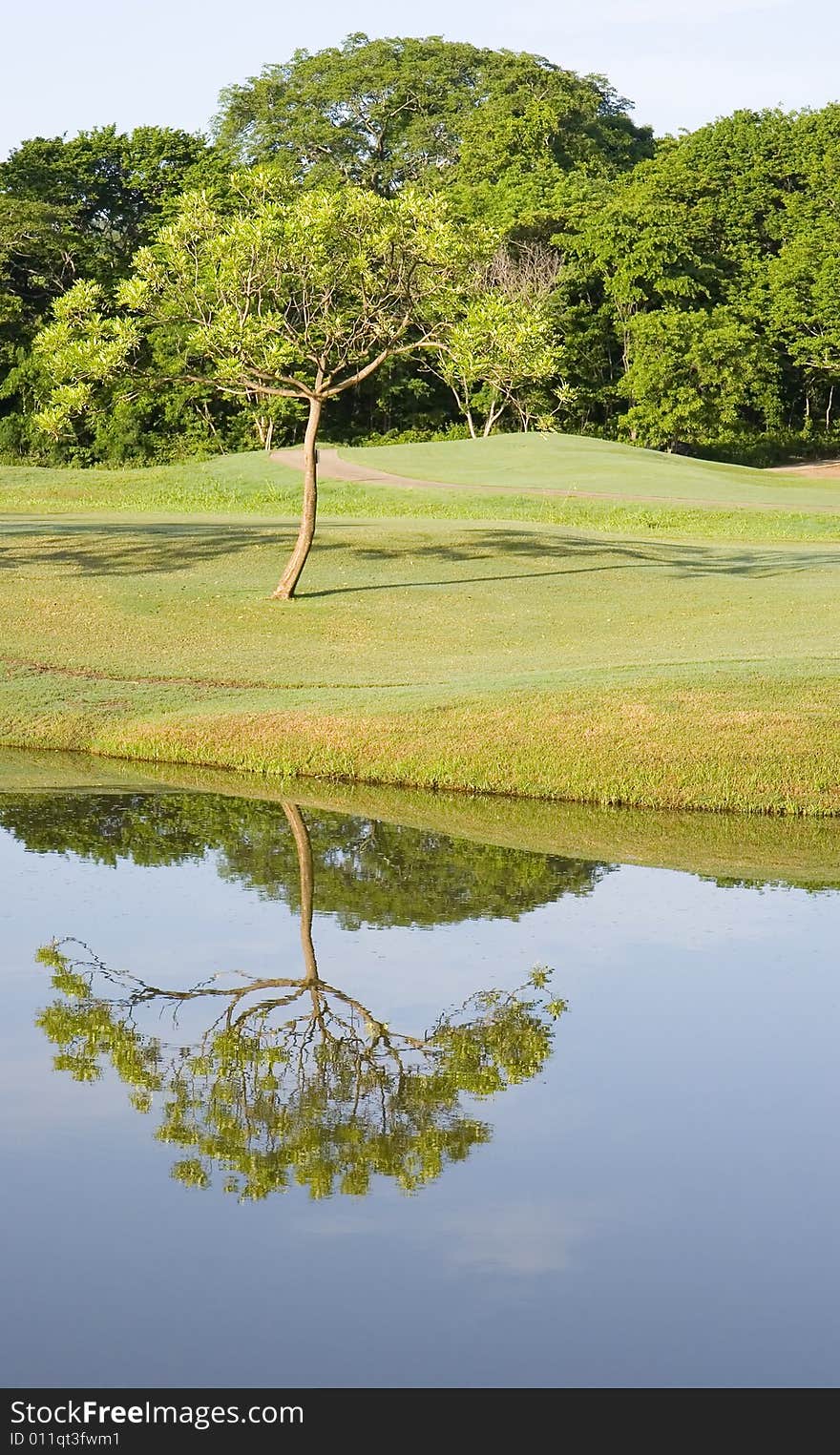 Single Tree Reflected in Lake