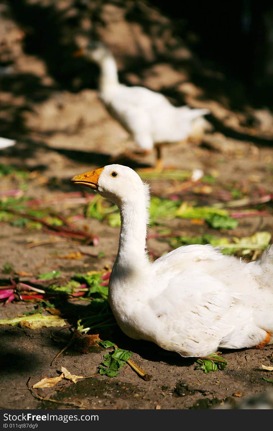 White goose