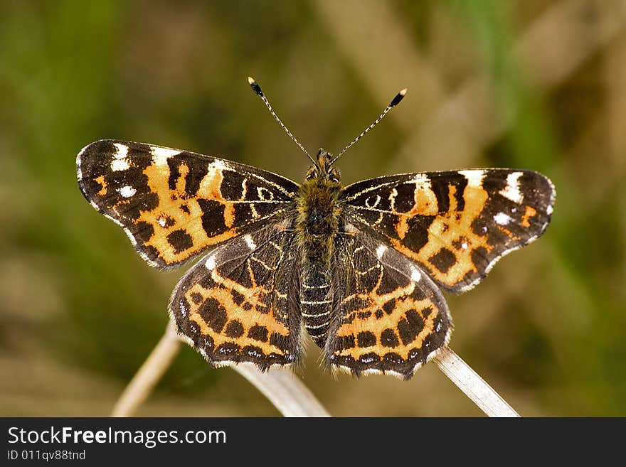 Small orange butterfly on green background