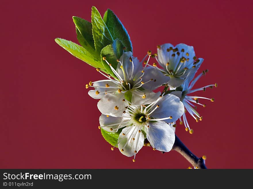 Cherry-tree Flowers On Red