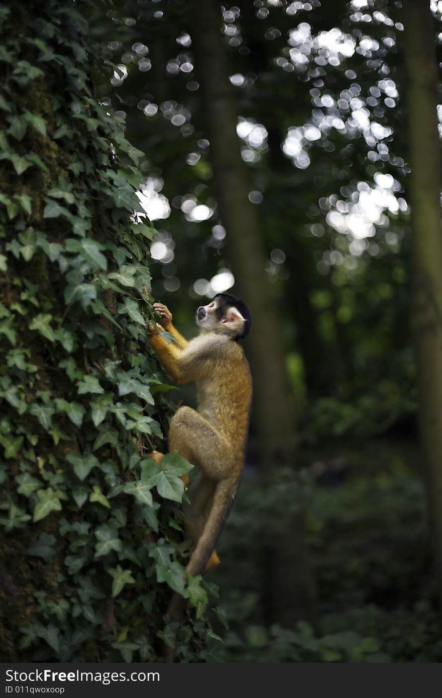 A squirrel monkey climbs in a tree