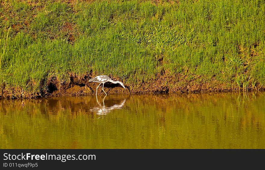 Crane on Shore of Lake