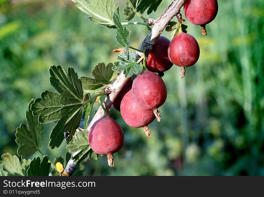 Red gooseberry berries on branch