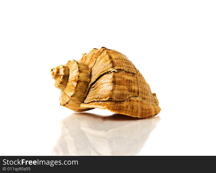 Close-up sea shells isolated on white