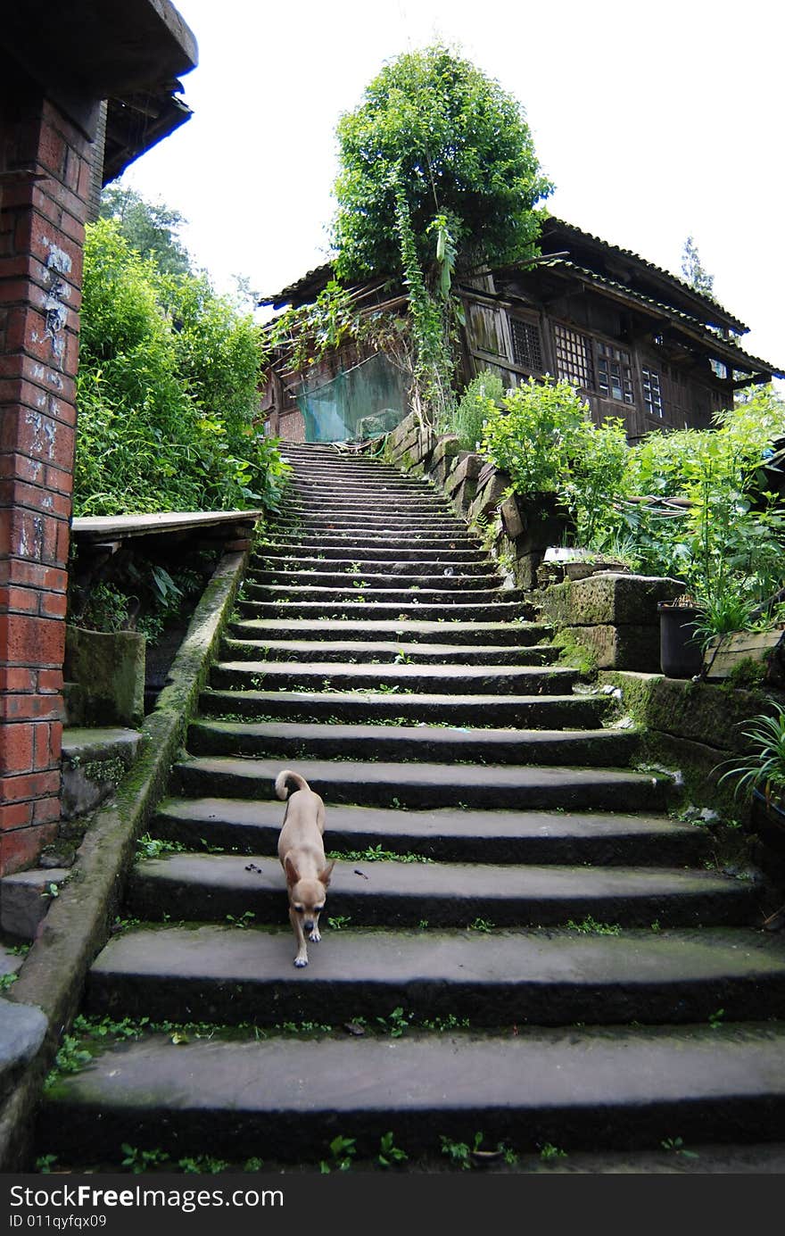 A little yellow dog on the lithoidal stair with bushes and trees on both sides . A little yellow dog on the lithoidal stair with bushes and trees on both sides .