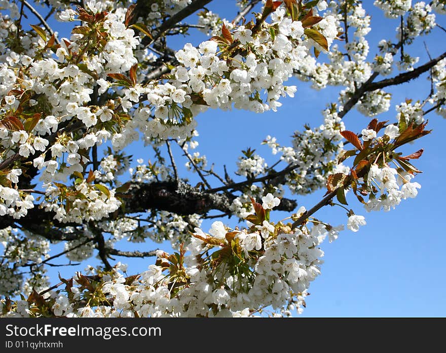 White blossoms against the sky. White blossoms against the sky