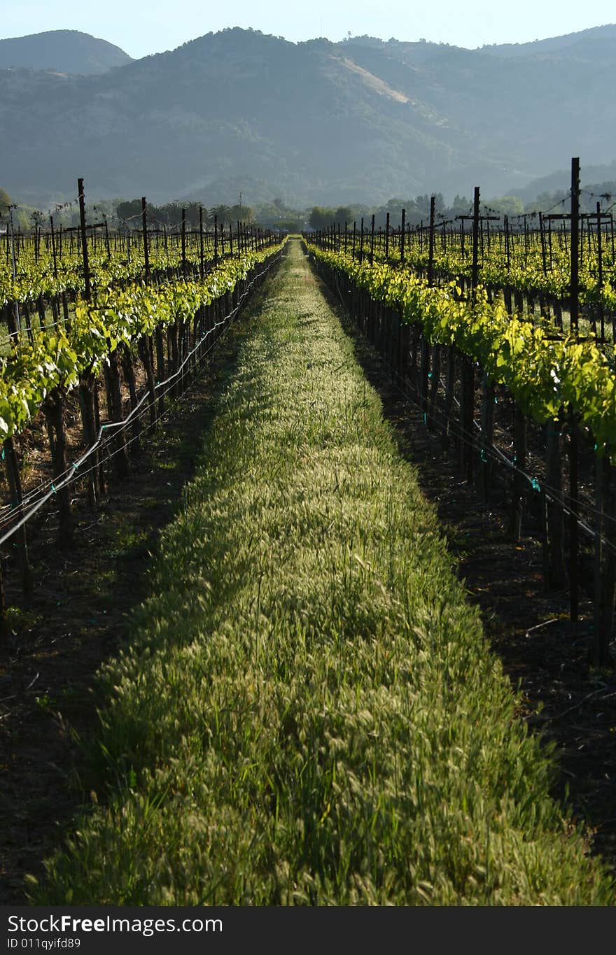 Vertical shot of a vineyard