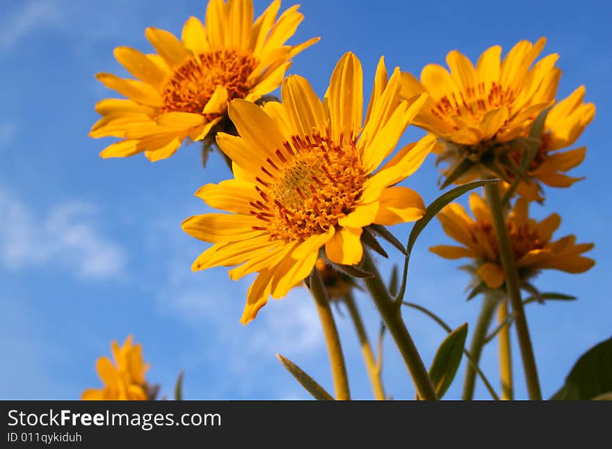 Spring sunflower against the sky