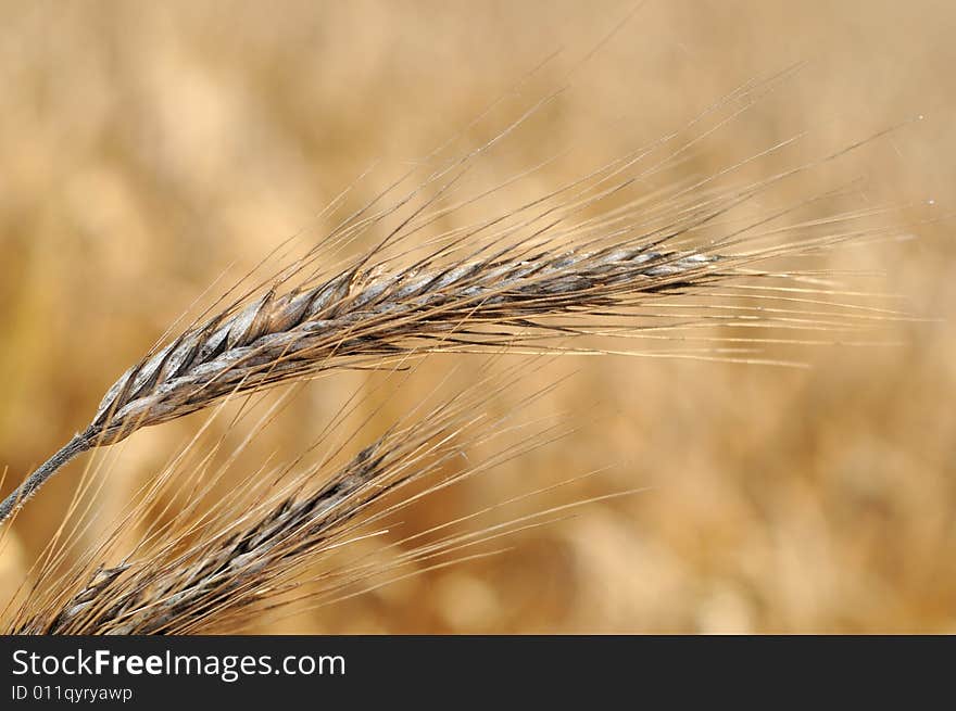 Beautiful ears on background of sky cereal