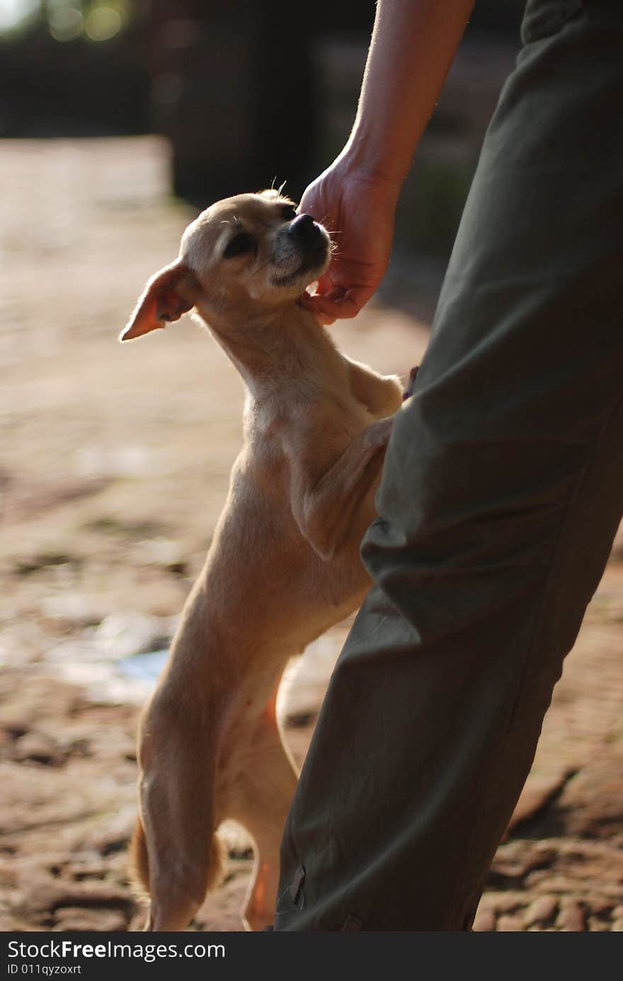 Close-up of hand caressing dog, contentment. Close-up of hand caressing dog, contentment.