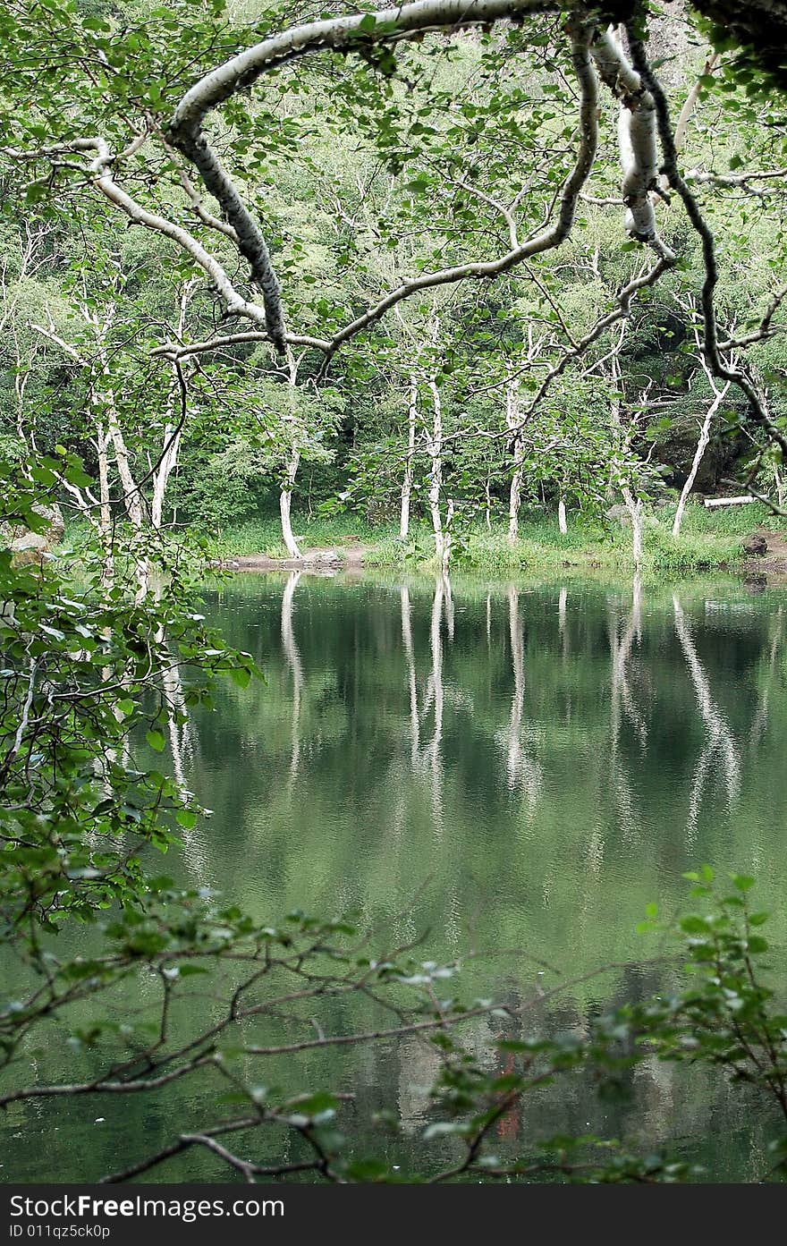 Trees, reflection in lake