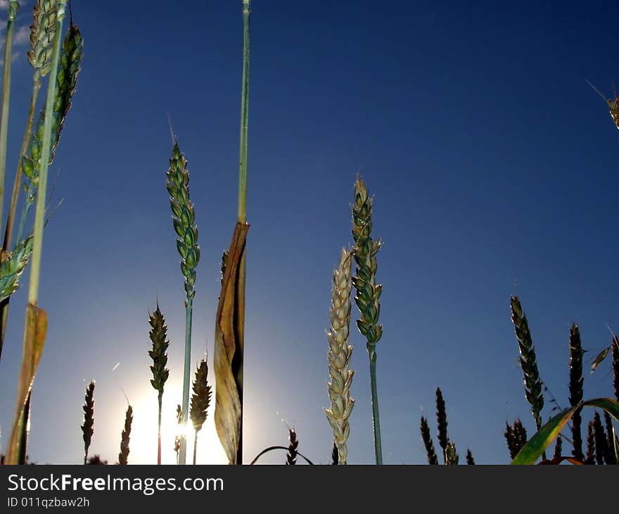 sun behind the corn