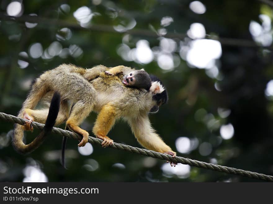 A squirrel monkey carries her baby.