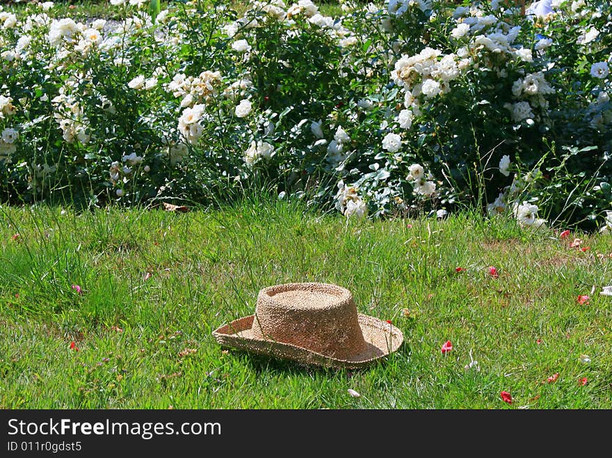 Green grass roses and hat. Green grass roses and hat