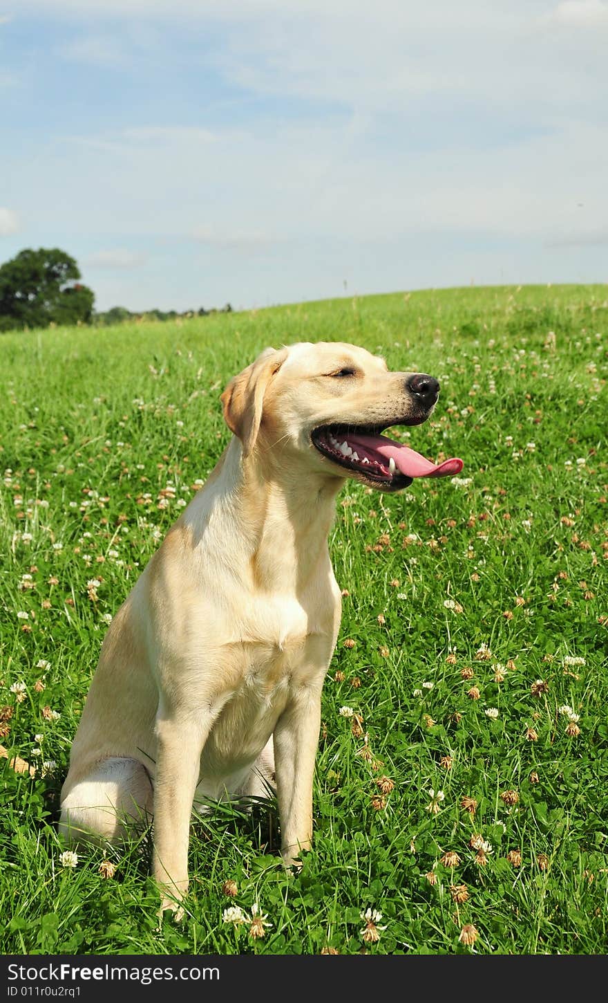 Shot of a cute yellow labrador puppy